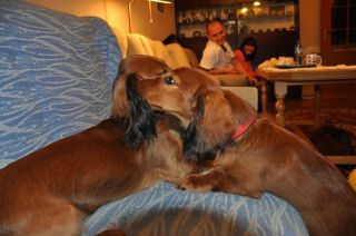 Jamnik d�ugow�osy